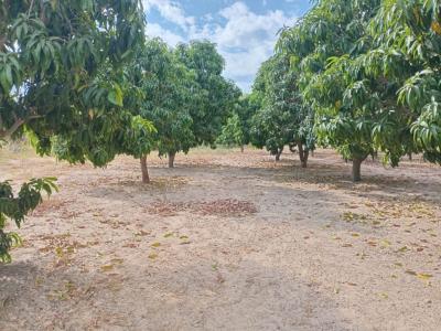 Verger de 2,50 hectares vers Fandéne – Thiès