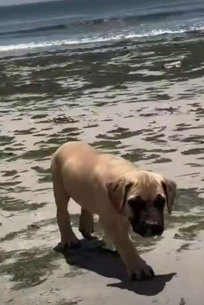Boerbull Boerboel chiot femelle à Gr.Mbao/Rufisqu