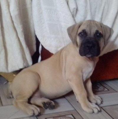 Boerbull Boerboel chiot femelle à Gr.Mbao/Rufisqu