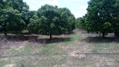 Terrain de 1 hectare à vendre à Mbour Sénégal