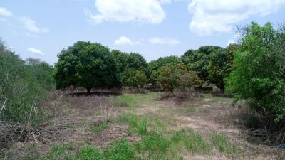 Terrain de 1 hectare à vendre à Mbour Sénégal