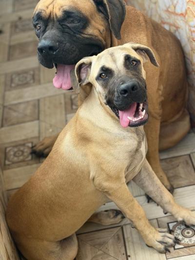 Boerbull, Boerboel à Dakar
