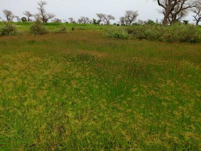 2,18 hectares de Terre Agricole vers Ndiaganiao  