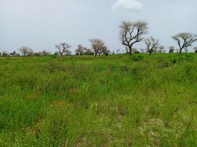 2,18 hectares de Terre Agricole vers Ndiaganiao  
