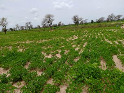 2,18 hectares de Terre Agricole vers Ndiaganiao  