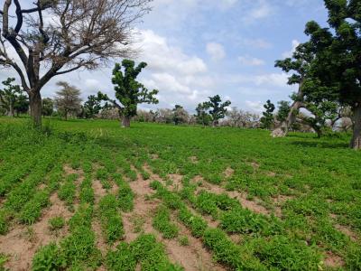 2,30 hectares de Terre Agricole vers Ndoucoumane
