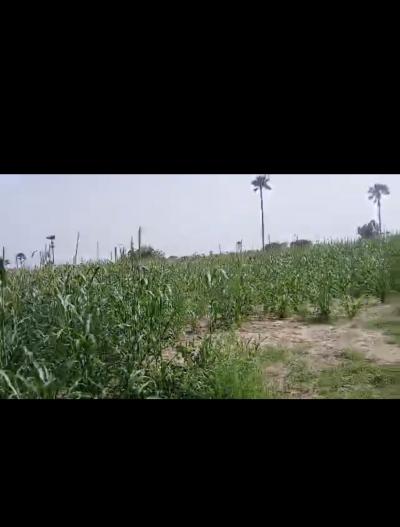 Champ agricole de 4 hectares à vendre à Ndofane 