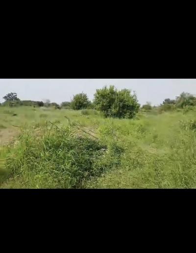 Champ agricole de 4 hectares à vendre à Ndofane 