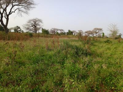 Terre Agricole de 7622 m² vers Méouane - Tivaouane