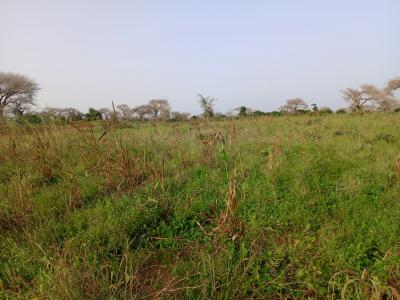 Terre Agricole de 7622 m² vers Méouane - Tivaouane