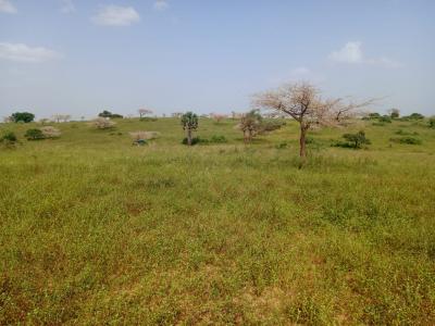 10 hectares de terre agricole vers Diogo