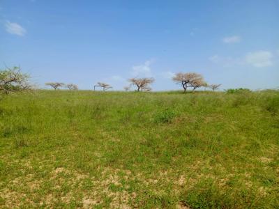 10 hectares de terre agricole vers Diogo