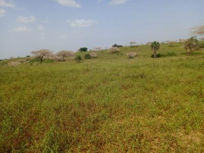 10 hectares de terre agricole vers Diogo