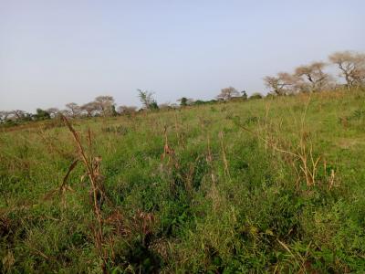 10 hectares de terre agricole vers Diogo