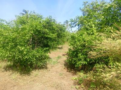 Verger Fruitiers de 3912 m² vers Mboro