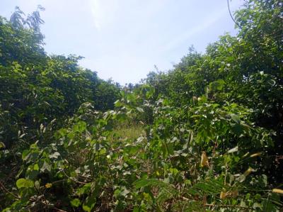 Verger Fruitiers de 3912 m² vers Mboro