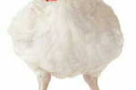Poulets de chairs disponible Poulets de chairs disponible
