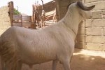 ASSALAMOU ALEIKOUM MOUTONS A VENDRE A NIAKHAR ASSALAMOU ALEIKOUM MOUTONS A VENDRE A NIAKHAR