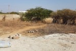 Terrain de 250m2 angle a Toubab Dialaw  Terrain de 250m2 angle a Toubab Dialaw
