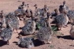 Accueil Poussins et œufs d'autruche disponibles Accueil Poussins et œufs d'autruche disponibles
