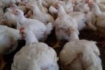 Poulets 1kg600  24/24h  7/7j