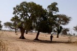 Verger Fruitier de 1,18 ha à Keur Cheikh Madiop Verger Fruitier de 1,18 ha à Keur Cheikh Madiop