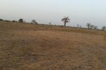 Terrain Agricole de 2,28 hectares à Ndoffane Terrain Agricole de 2,28 hectares à Ndoffane