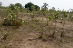 Verger Fruitier de 2,17 hectares à Nguéniéne