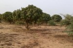 Verger Fruitier de 1,06 hectare à Bayakh