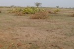 Terrain Agricole de 5,30 hectares à Nguéniéne Terrain Agricole de 5,30 hectares à Nguéniéne