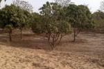 Verger Fruitier de 1,07 hectare à Bayakh - Thiès Verger Fruitier de 1,07 hectare à Bayakh - Thiès