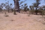 Terrain Agricole de 2.320 m² à Darou Alpha Terrain Agricole de 2.320 m² à Darou Alpha