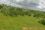 Terrain Agricole de 25 hectares-Santhie Ngoméne