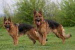 Dressage et vente de chien  Dressage et vente de chien