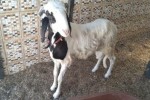Jeune mâle Metisse ladou Jeune mâle Metisse ladou