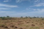 Terrain 1 hectare a Nguerigne Mbambara Terrain 1 hectare a Nguerigne Mbambara