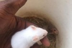 Hamster dorée déjà apprivoisé à vendre Hamster dorée déjà apprivoisé à vendre