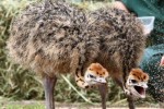 Poussins d'autruche sains  Poussins d'autruche sains