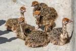 Autruche /Oeufs Poussins Disponibles Autruche /Oeufs Poussins Disponibles