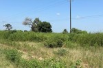 1 hectare a sandiara