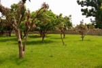 Location verger 7000m² et poulailler 2000 poulets Location verger 7000m² et poulailler 2000 poulets