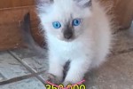 Chaton siamois à vendre  Chaton siamois à vendre