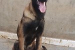 Chiot Malinois Charbonne Chiot Malinois Charbonne