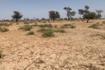 Terrain de 1 hectare vers Khombole Terrain de 1 hectare vers Khombole