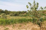 Terrain de 1,05 hectare vers Ndiébène Gandiol Terrain de 1,05 hectare vers Ndiébène Gandiol