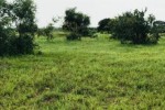 Terrain de 1,17 hectare vers Tataguine Terrain de 1,17 hectare vers Tataguine