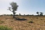 Terrain de 1,21 hectare vers Notto Diobass Terrain de 1,21 hectare vers Notto Diobass