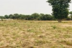 Terrain de 1,26 hectare vers Méouane Terrain de 1,26 hectare vers Méouane