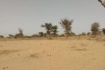 Terrain de 1,27 hectare vers Sindia Terrain de 1,27 hectare vers Sindia