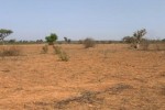 Terrain de 1,30 hectare vers Notto Diobass Terrain de 1,30 hectare vers Notto Diobass